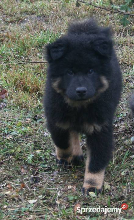 Eurasier szczenie piesek Puszcza Mariańska