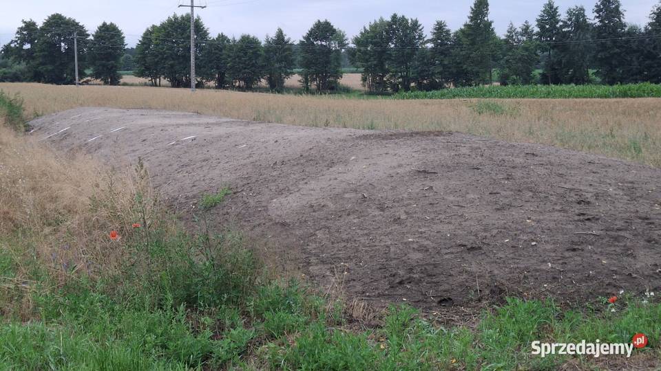 Sprzedam kopiec z kukurydzy Piotrków Kujawski