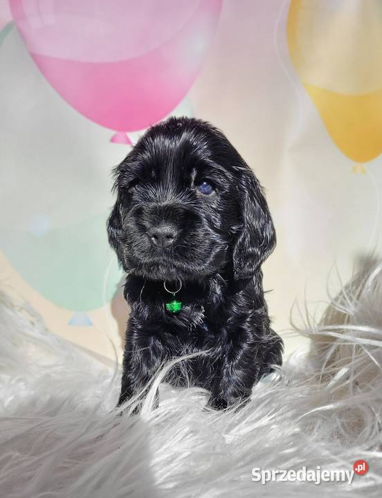 Cocker spaniel angielski pieski i suczki łódzkie