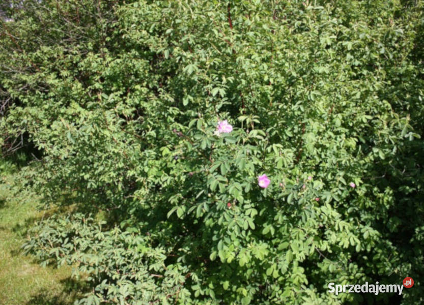 RÓŻA DZIKA LAXA Rosa canina var Laxa NASIONA 500 kujawsko-pomorskie Lubanie