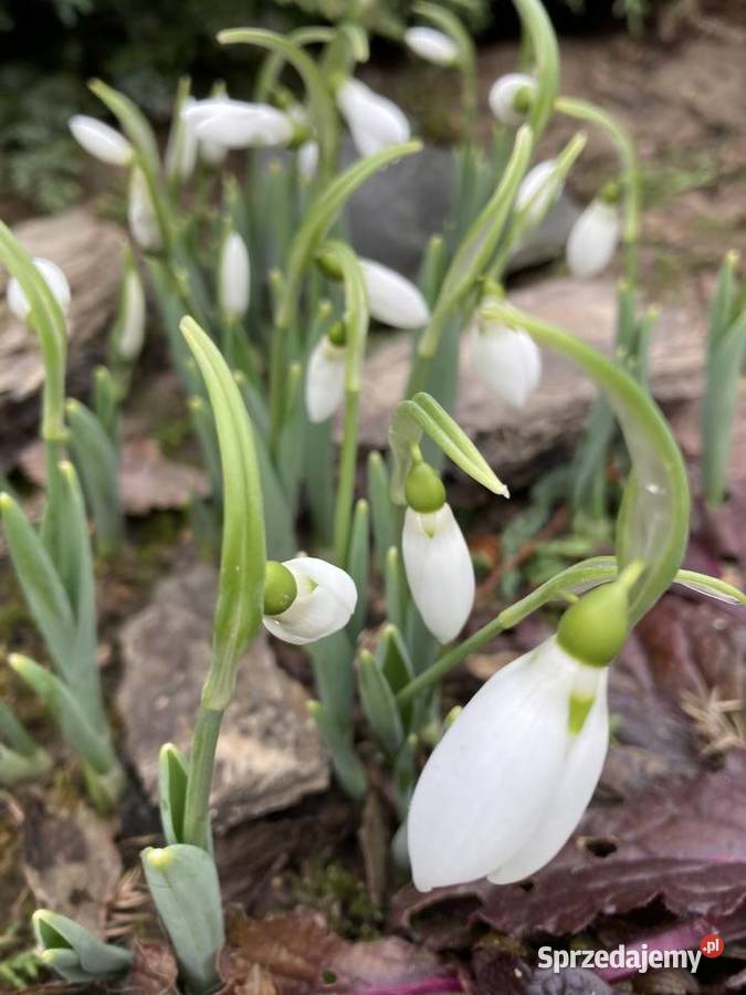 Przebiśnieg sadzonki cebule Lublin sprzedam