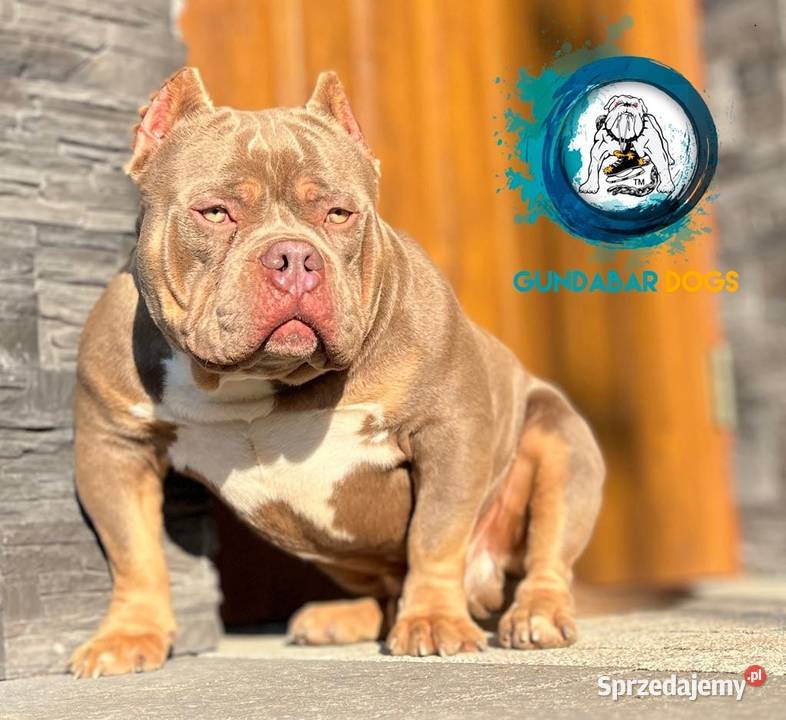 ABKC American Bully piesek Amstaff Koło
