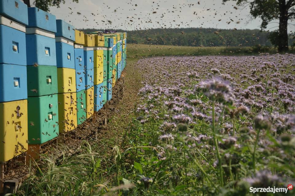 Odkłady Pszczele Matki Pszczelepszczelarstwo Pszczoły Ostrzeszów Sprzedajemypl 0355