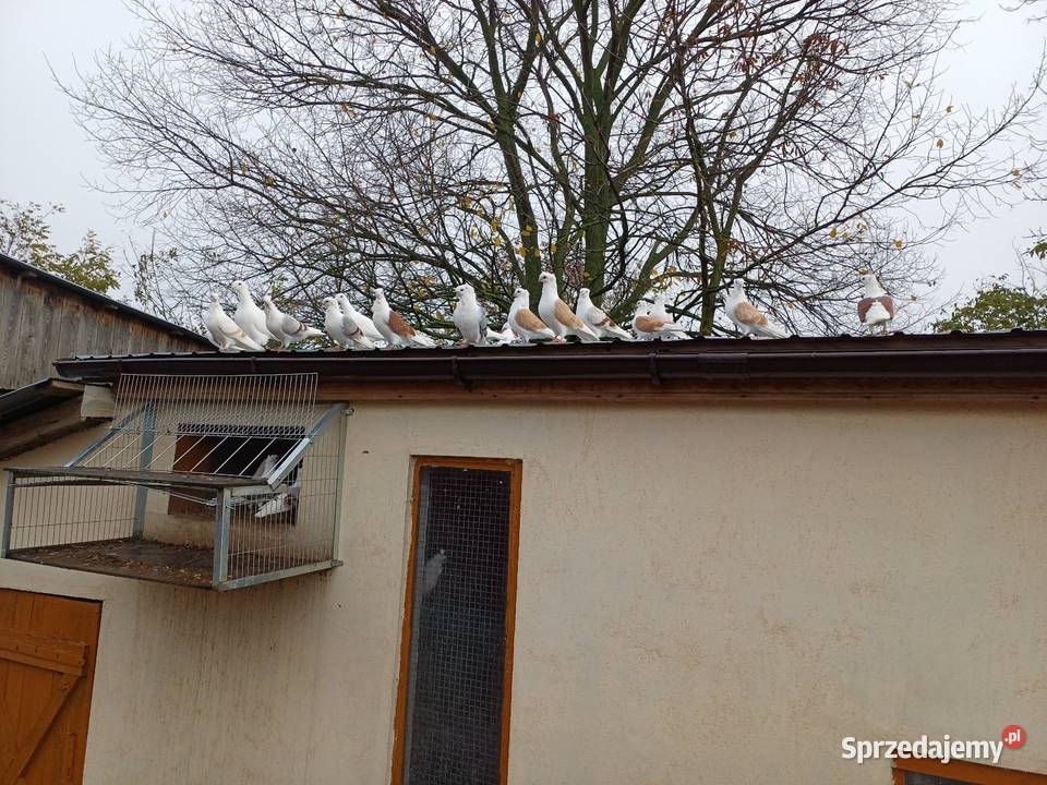 Sprzedam gołębie mewki likwidacja stada