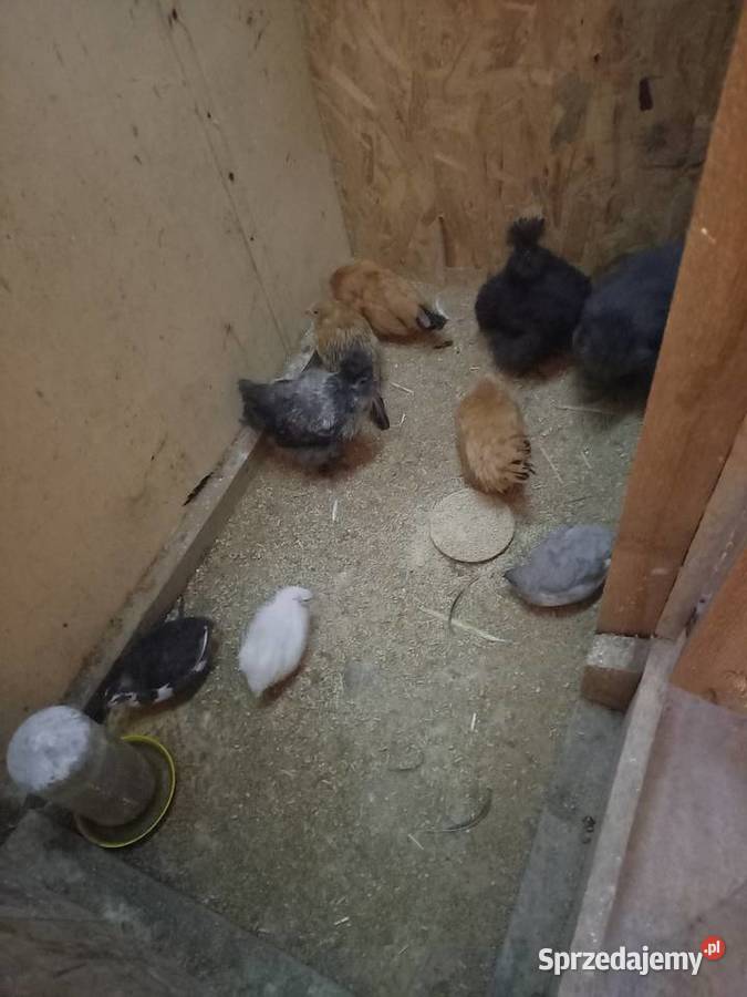 sprzedam kurki koguciki ozdobne Ptaki kujawsko-pomorskie