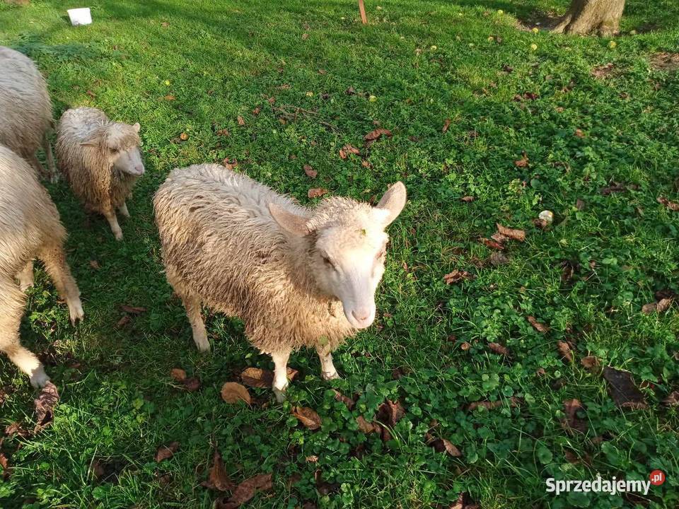 Sprzedam jagnięta małopolskie Stary Sącz