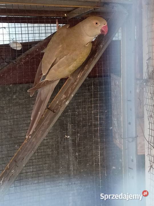 Aleksandretta Obrożna Ślask sprzedam