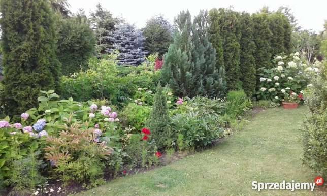 Działka ROD Strzeszyn sprzedam