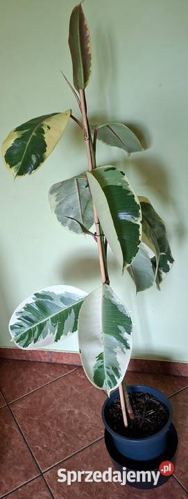 Piękny Fikus Sprężysty Tineke Ficus elastica Morąg