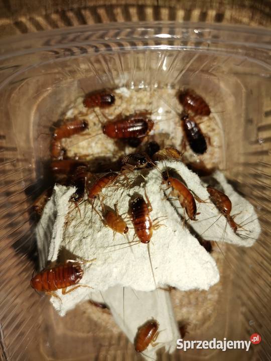 Karaczany Tureckie karmówka wszystkie rozmiary Pozostałe Jaworzno sprzedam