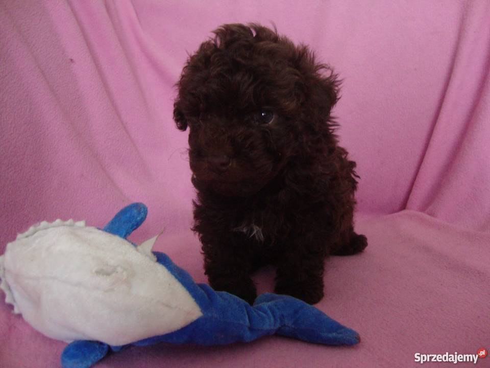 bolończyk kolorowy piesek czekoladowy