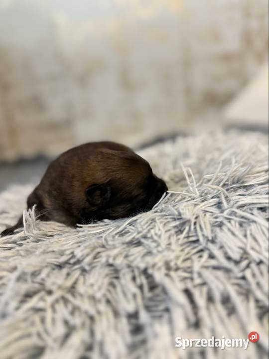 Szpic miniaturowy pomeranian Szpic miniaturowy śląskie Gliwice