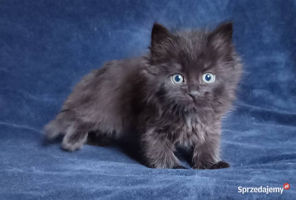 Koty Syberyjskie LUKSUS ZKolakowegoDomu