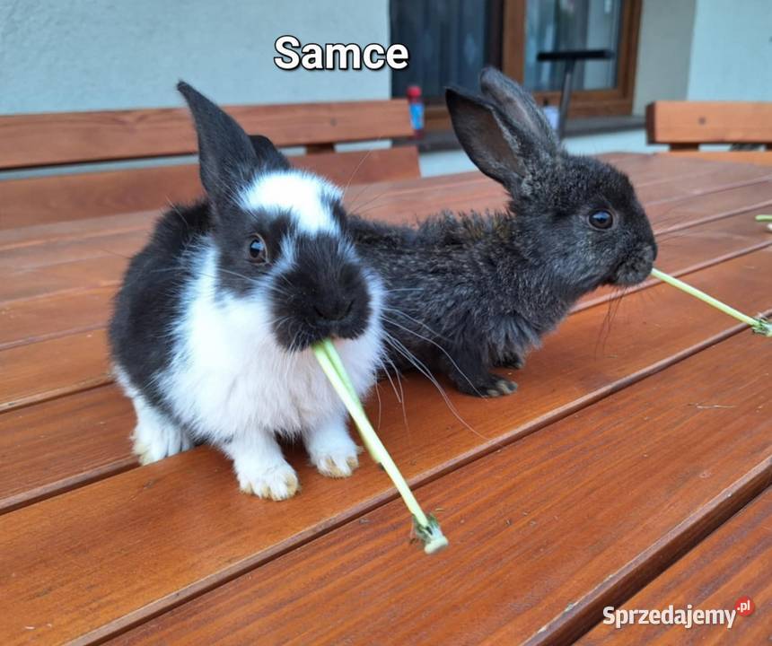 Sprzedam króliki samice i samiczka Radlna sprzedam