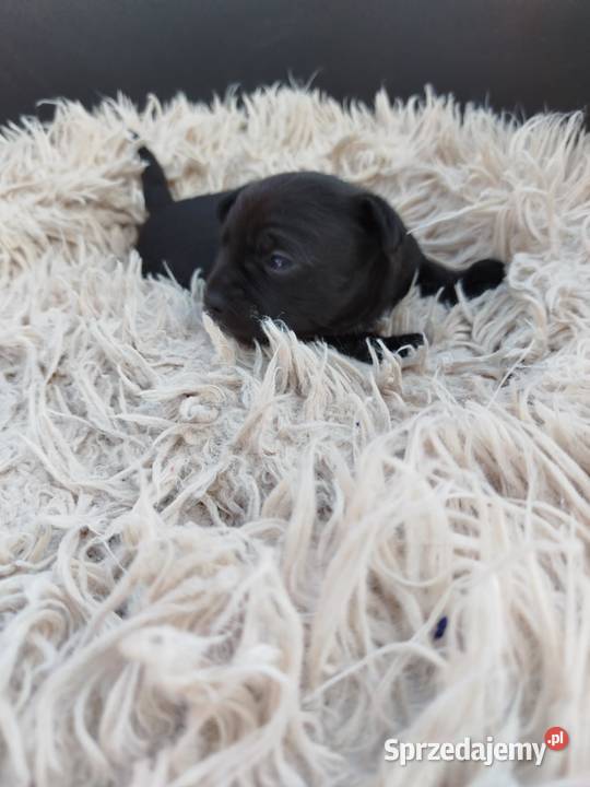 Chichuahua piesek Nowy Dwór Mazowiecki sprzedam