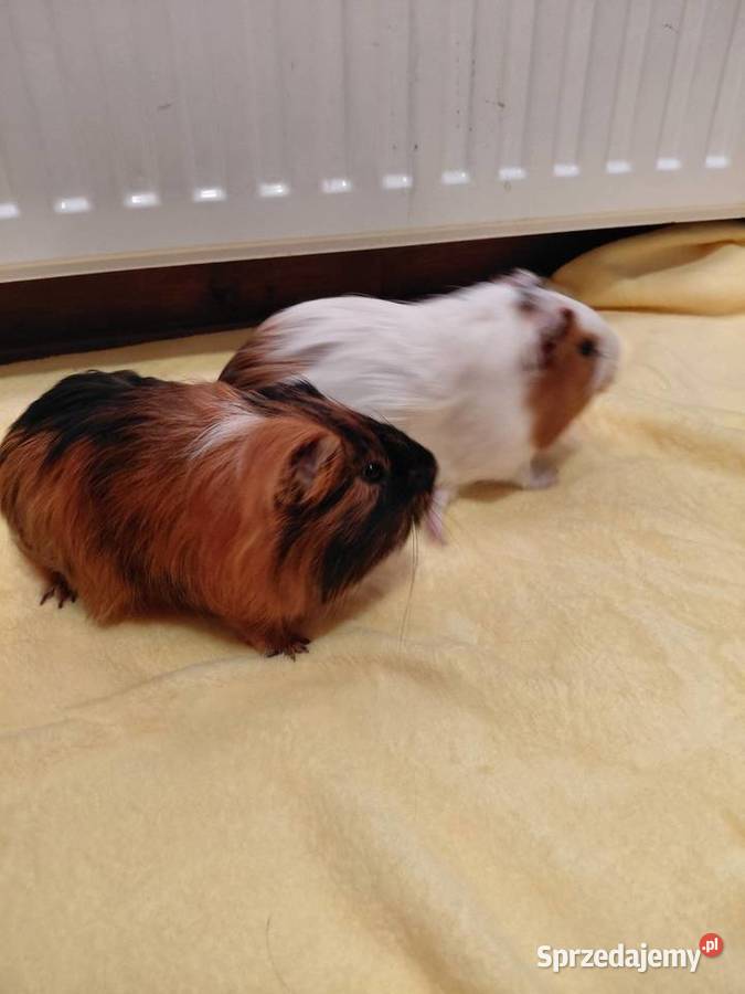 Dwie super świnki szukają dobrego i Radłów