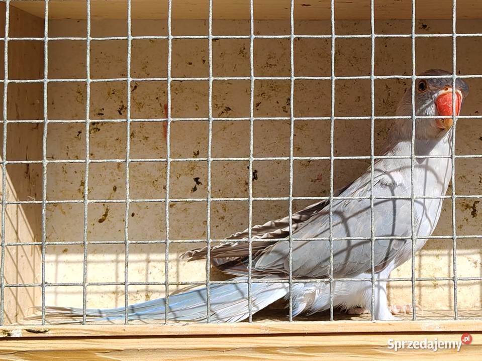 Papugi aleksandretty rudosterki zielonolice Łask