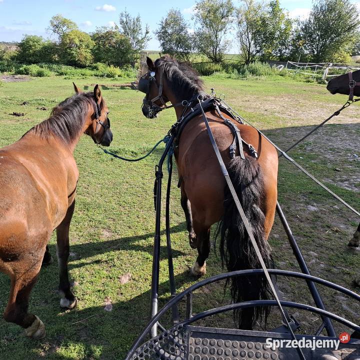 Wałach 18 miesięcy Konie opolskie Namysłów