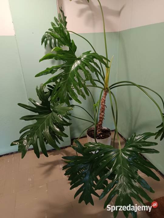 Filodendron duży zdrowy Warszawa