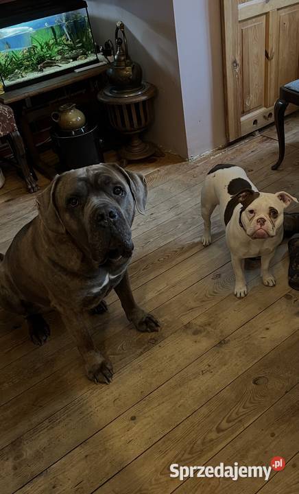 Hotel dla psów. Hotelik dla psów Florkowo