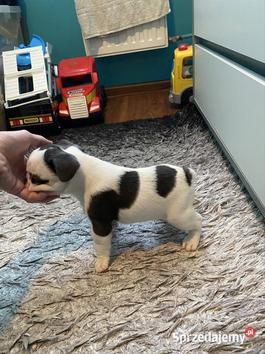 Buldogi Francuskie Zapraszamy Buldog małopolskie