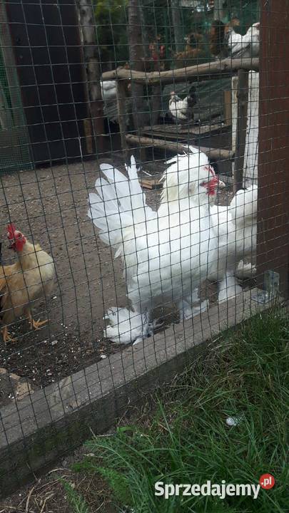 Sprzedam koguty kur sultanów Raków
