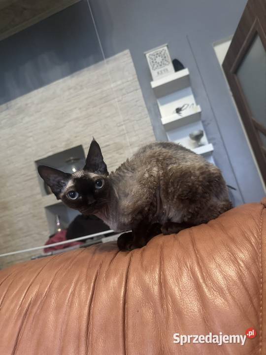 Kot devon rex 4 lata Łódź