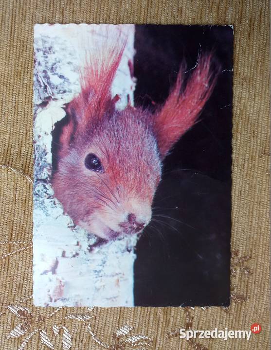 WYSTAJĄCA GŁOWA WIEWIÓRKI Z DZIUPLI PNIA DRZEWA