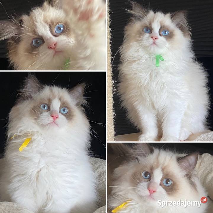 Kocurek Ragdoll rodowód FIFE Szczecin