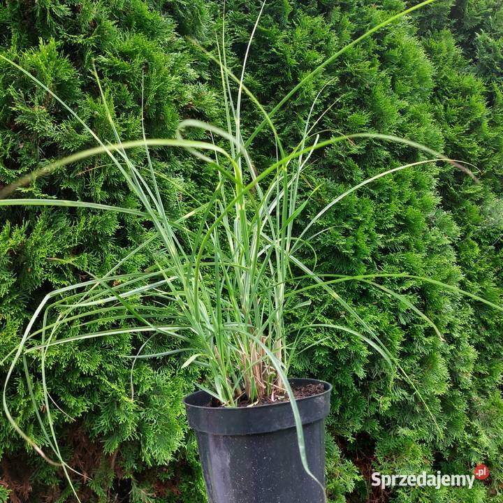 Trawy ozdobne sadzonki wysyłka Stromiec