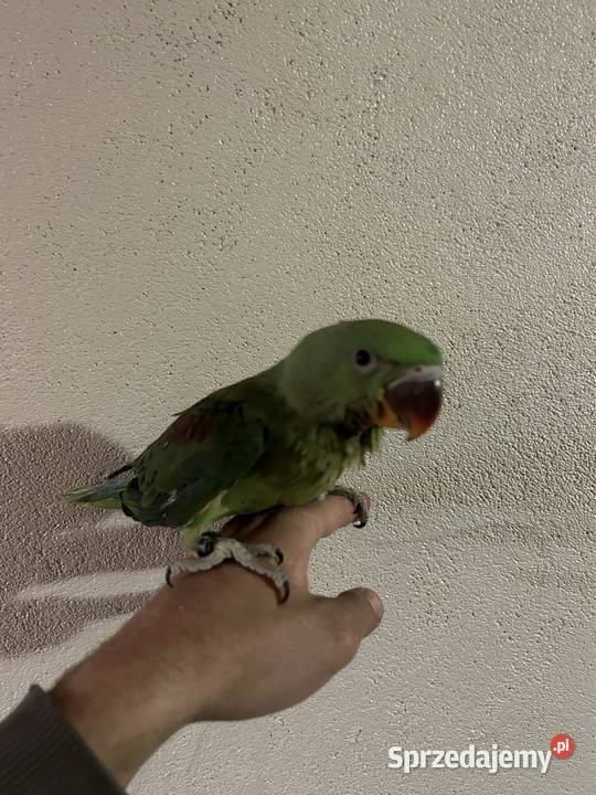 Aleksandretta Większa Aleksandretty Wielkie