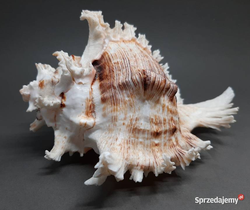 Muszla Rozkolec 2 ciemny lubelskie Lublin