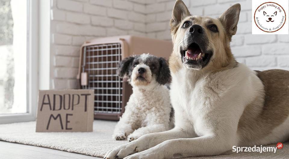 Behawiorysta pierwszy kontakt z psem adoptowanym