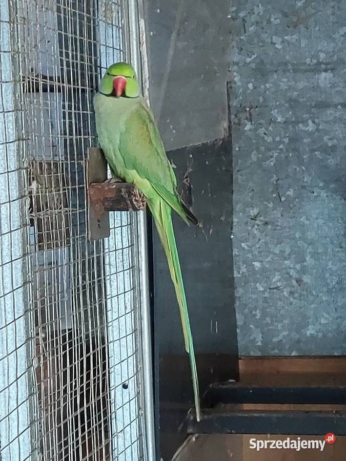 Aleksandretta Obrożna samiec Nowa Sól