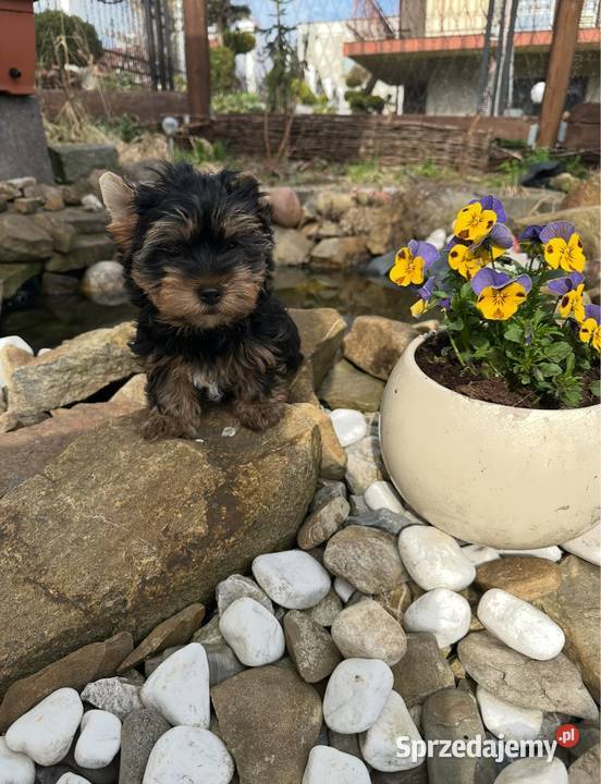 York Terrier suczka Przemyśl sprzedam