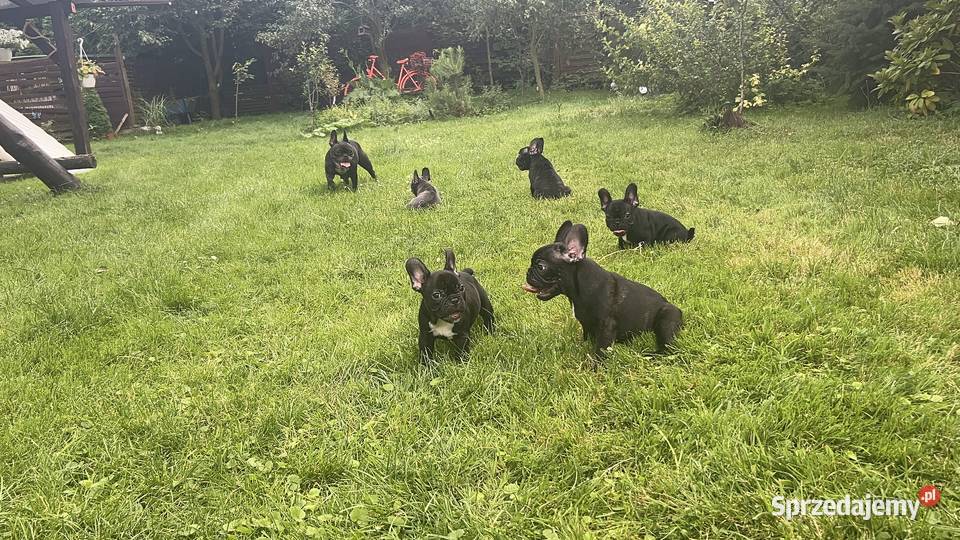 Piękne Buldogi Francuskie Buldog Zawiercie