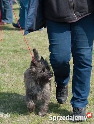 CAIRN TERRIER rodowodowe szczenięta Championach Kraków