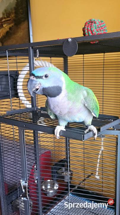 Młoda Aleksandretta Chińska Klatka Cieszyn