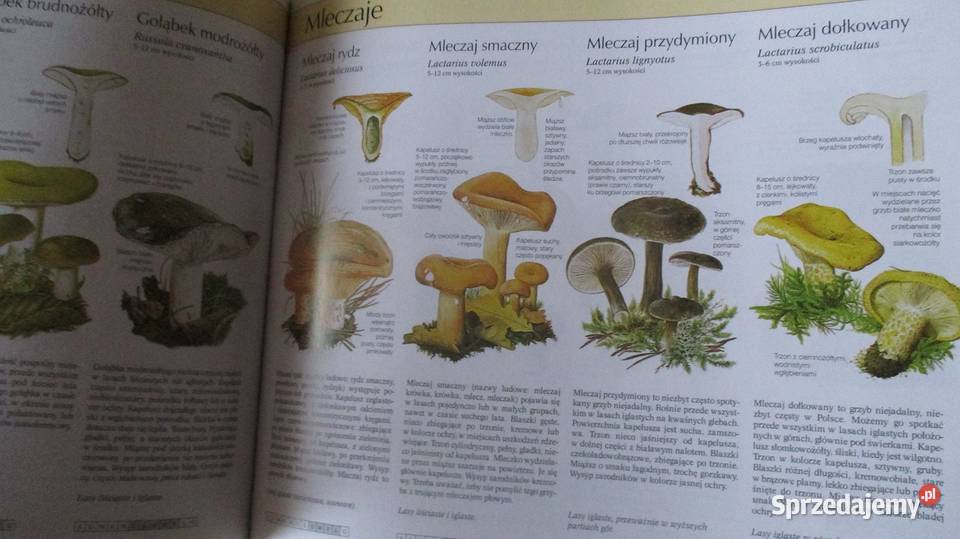 Larouss Ziemia Rośliny Zwierzęta Nasza przyroda Łódź