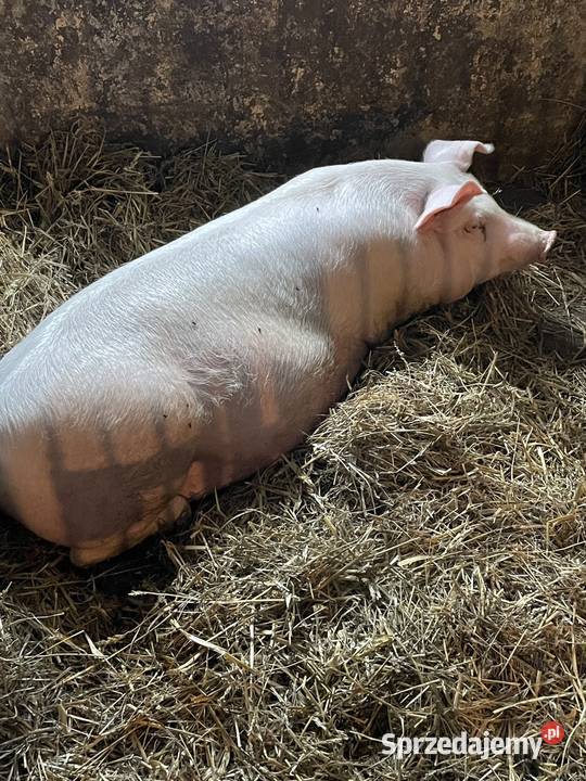 Sprzedam tuczniki Trzoda chlewna małopolskie Szyk