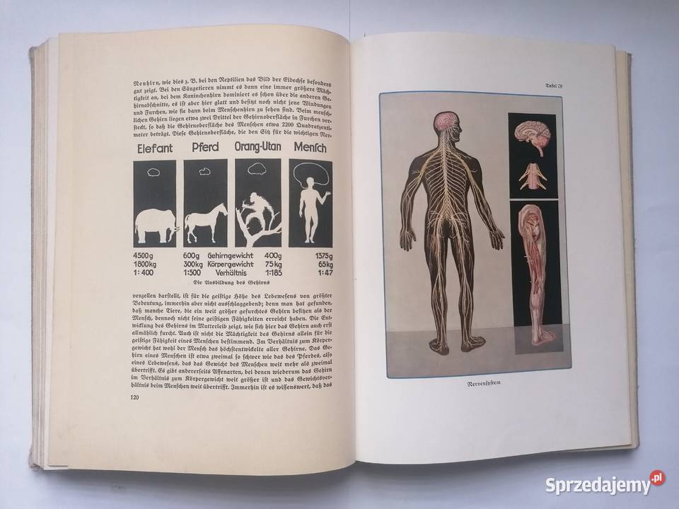 książka anatomia ciała 1936r DrHerbert Michael Piotrków Trybunalski sprzedam