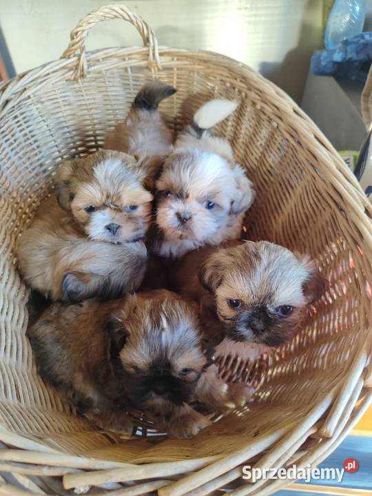 Shih tzu Płock
