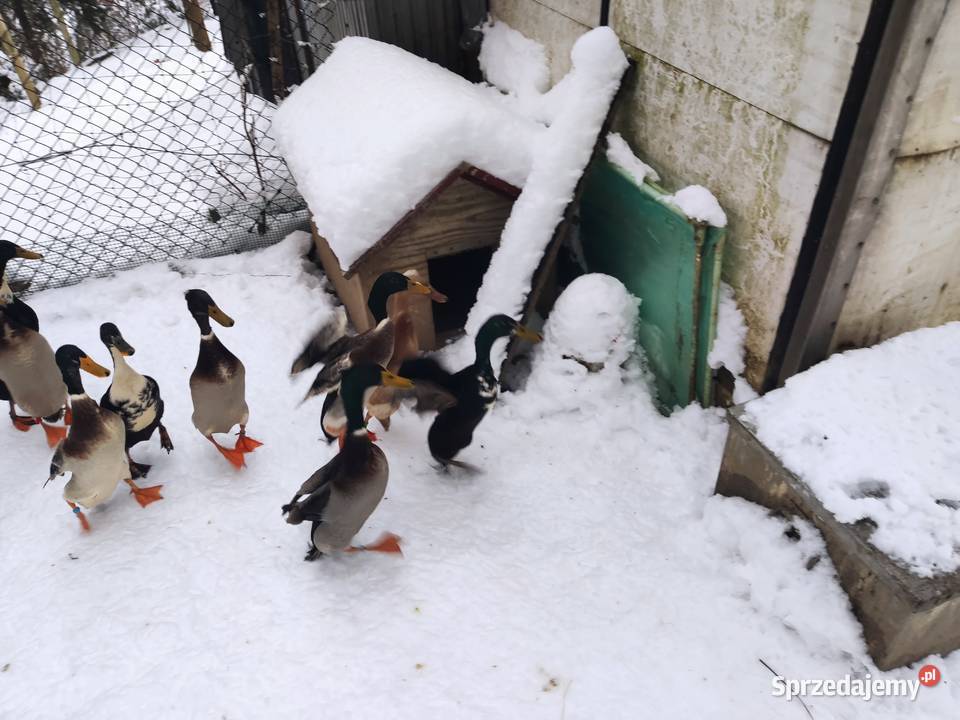 Kaczki biegus indyjski Dobczyce