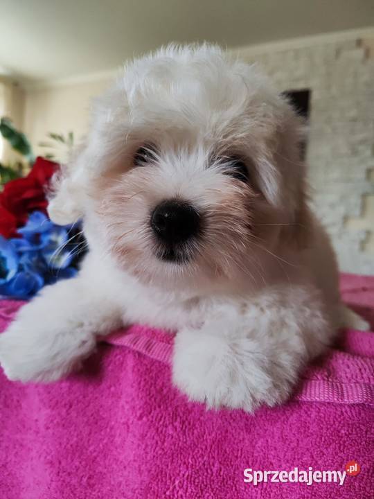 Żywy pluszak Coton de Tulear