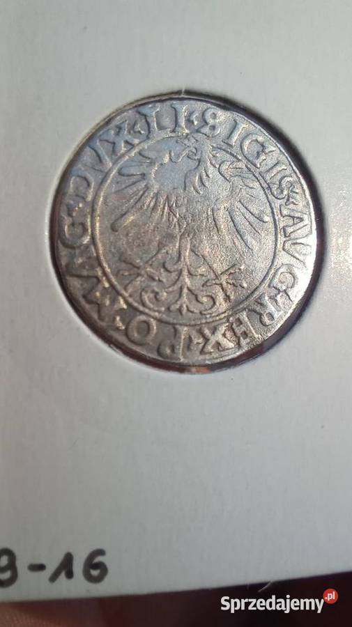 Półgrosz 1556r Zygmunt ll August małopolskie Trzebinia