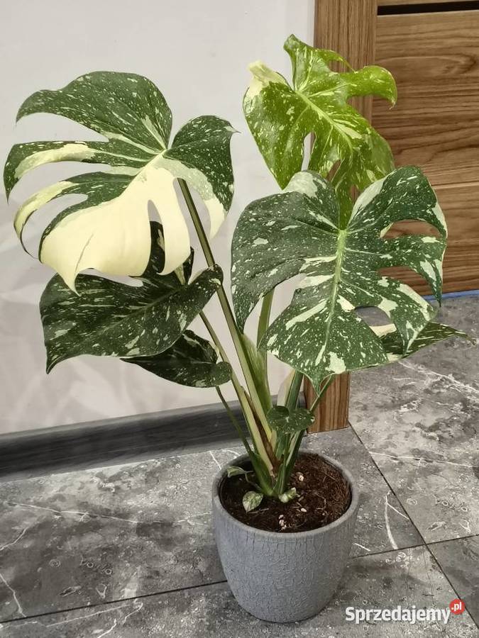 Monstera Variegata piękne 60 Liściaste