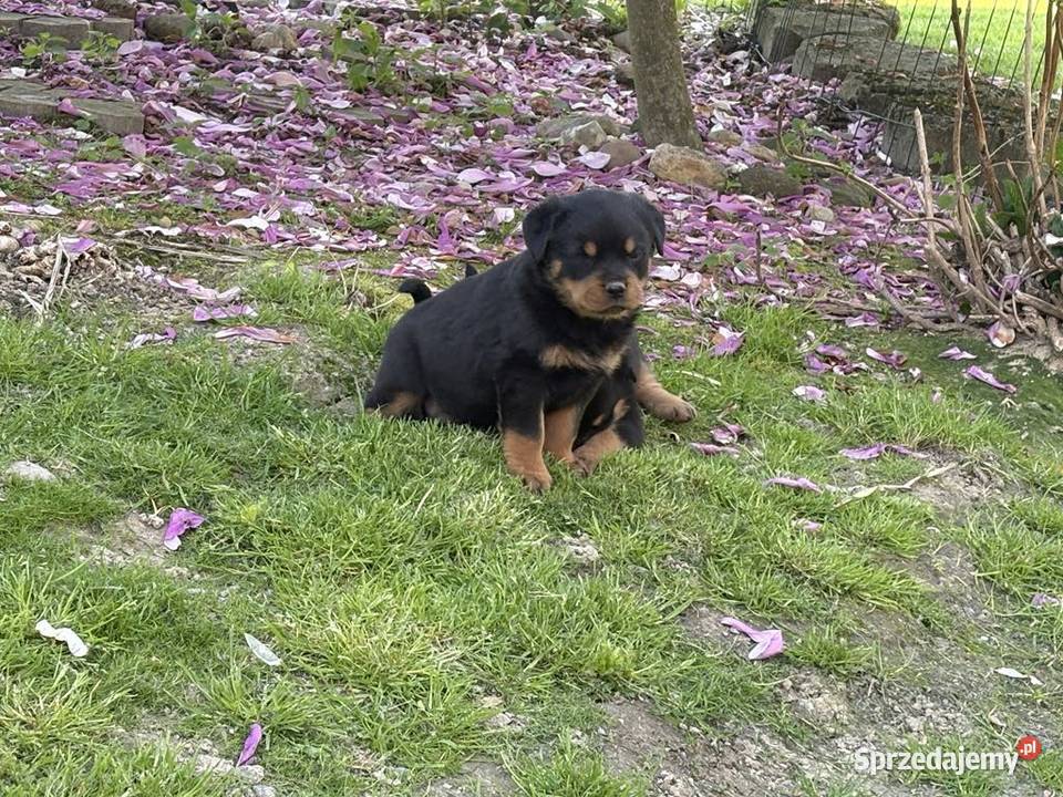 Szczeniaki Rottweiler Mała Wieś Dolna