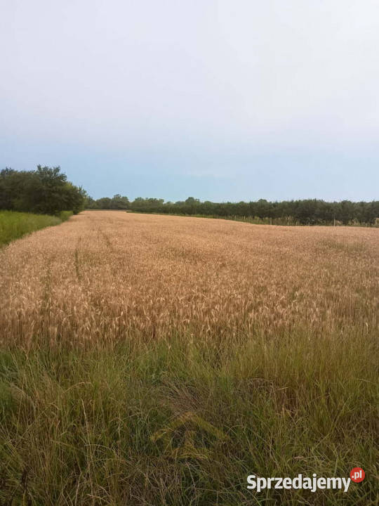 Działka w Nadbrzeżu 44m