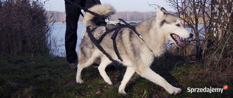 Uprząż Sled Szelki Guard 2w1 Psa na Miarę Cross Dla psów Tychy sprzedam