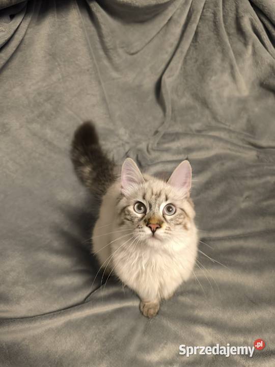 Kocięta Syberyjskie Łódź